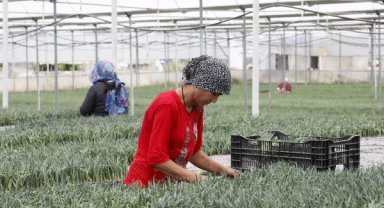 1 milyar dal kesme çiçekten 165 milyon dolar gelir hedefi