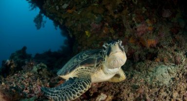 Son 50 yıldır tehlikede