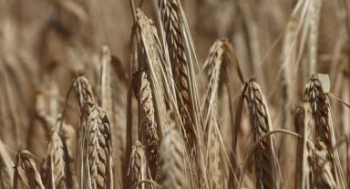 2023'te 20 milyon ton buğday üretimi hedefleniyor