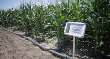 Antalya'da kuraklığa dayanıklı mısır çeşidi