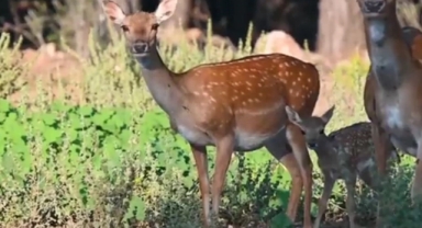 Antalya’da yılın ilk alageyik yavruları