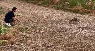 Aracından kapağı alan tilkiye börek verdi