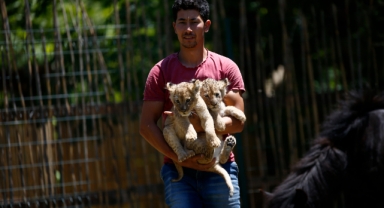 Aslan yavrularına yoğun ilgi
