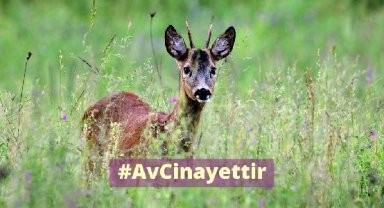 'Avcılık yasaklansın' çağrısı