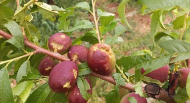 Bahçeleri dolu vurdu