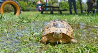 Başkana mesaj attı kaplumbağa kurtuldu