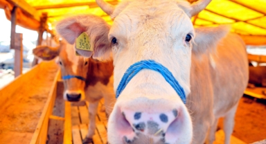 Büyükbaş kurbanlık 84 bin TL'den başlıyor