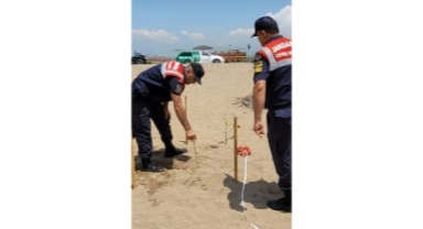  Caretta caretta yuvalarını korumaya alındı