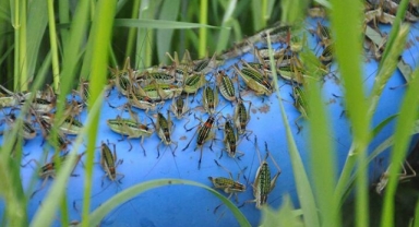 Çekirgeler köyü istila etti