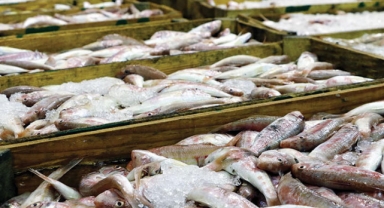 Denizlerde avlanan balık miktarı 4 yılda yüzde 32 azaldı