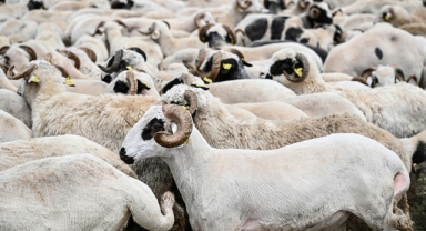Diyanet'ten vekaletle kurban kesen kurumlara uyarı