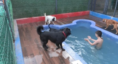 Evcil hayvan otellerinde yoğun bayram mesaisi