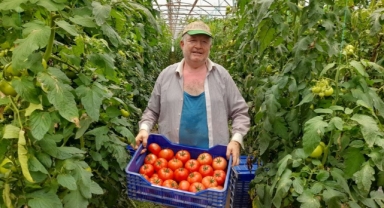 Finike'de domates üretimi artıyor