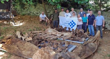 Gömülen balinanın kemikleri, 3 yıl sonra bilimin hizmetinde