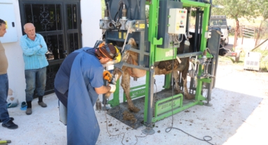 Hayvancılığa destek sürüyor