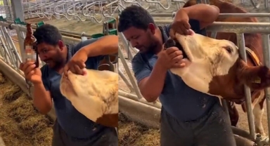 İneğe içki verdiği öne sürülen çiftlik çalışanı tepki çekti; 'Yanlış anlaşıldık' dedi