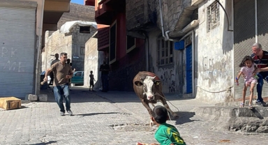 Kaçan kurbanlık boğa, 2 saatlik uğraşla yakalanabildi