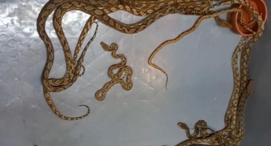 Kapıkule’de 28 piton yılanı ele geçirildi