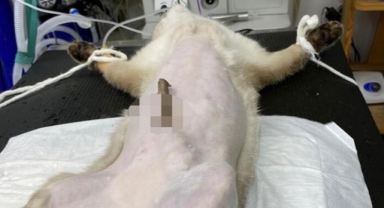 Karnına 25 santimlik dal saplanan kediye tedavi