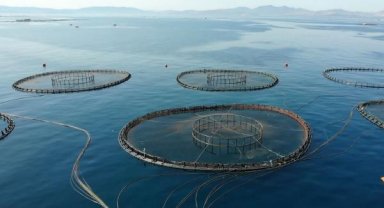 Kültür balıkçılığı, alabalık, levrek ve çipura ile üretim rekoru kırdı