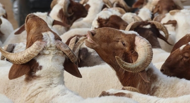 Kurban Bayramı 28 Haziran Çarşamba günü başlayacak