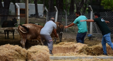 Kurban Yakalama Timi göreve hazır