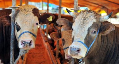 'Kurbanlık alırken dolandırılmayın' uyarısı