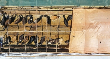 Kurbanlık hayvan arzında sıkıntı yaşanmayacak