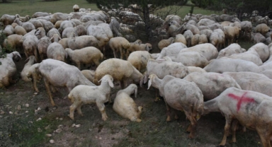 Kurbanlıklar için 'antibiyotik' uyarısı