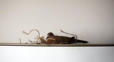 Kuş gidiyor biti kalıyor