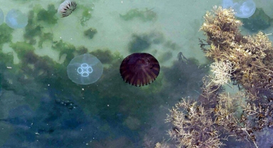 ‘Marmara'da denizanalarının artmasının nedeni kirlilik’