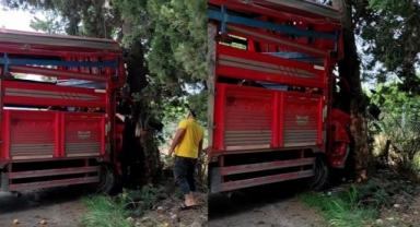 Mersin'de meyve yüklü kamyonet ağaca çarptı: 1 ölü, 6 yaralı