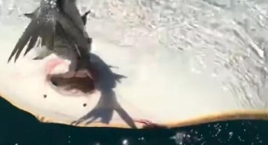 Nesli tükenmekte olan vatoz oltaya takıldı