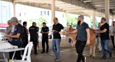 Sıra numaralı kurban kesimi