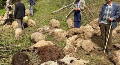 Sürüye ayılar saldırdı, 76 koyun öldü