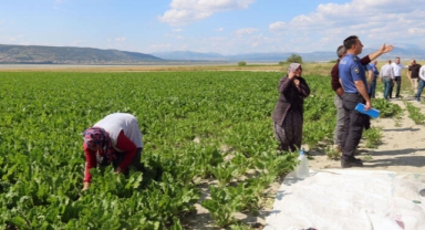 Tarlada çalışırken omzuna yorgun mermi isabet etti