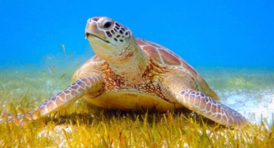 Tatilcilere, 'Carettalara dokunmayın' uyarısı