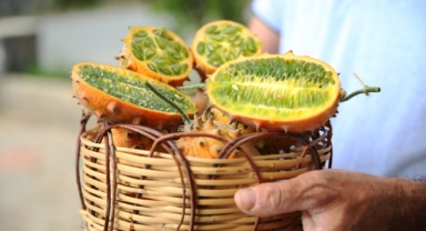 Tropikal meyve kiwano üreticiye gelir kapısı oldu