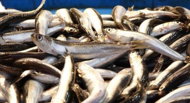 Türkiye'de denizlerde avlanan 2 balıktan 1'i hamsi