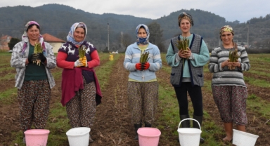 Ürettiği kuşkonmazı yurt dışına da ihraç ediyor