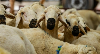 Vekaletle kurban kesim bedeli yurt içinde 5 bin 950, yurt dışında 2 bin 750 lira olarak belirlendi