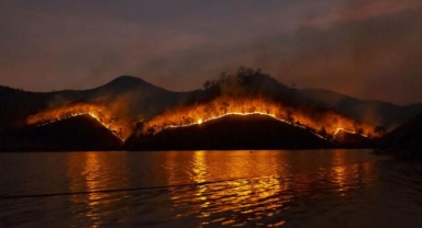Yağmur ormanlarının yok olma oranı yüzde 10 arttı