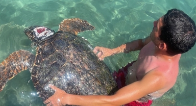 Yaralı bulunan caretta caretta tedavi ediliyor