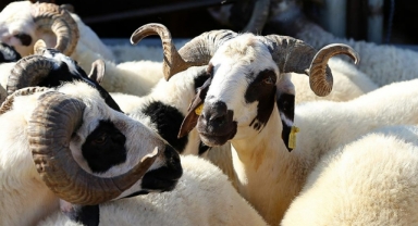 Yetiştiricilerden kurbanlık alacaklara 