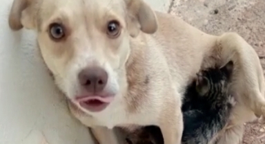 Yürekleri ısıtan görüntü