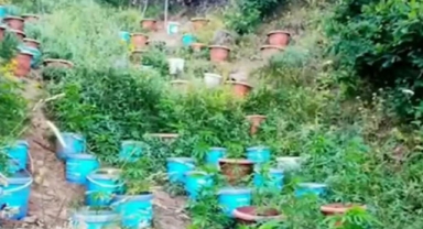 16 milyonluk kök kenevir bitkisi operasyonu