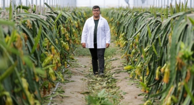 45 çeşit tropik meyve üretip, elektriğini karşılıyor