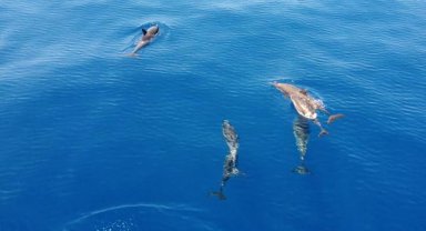 Yunuslar tehlike altında