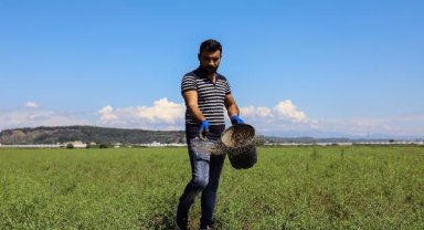 Aksu'daki meralarda iyileştirme çalışması