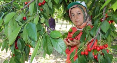 Altınyaka'da kiraz hasadı başladı